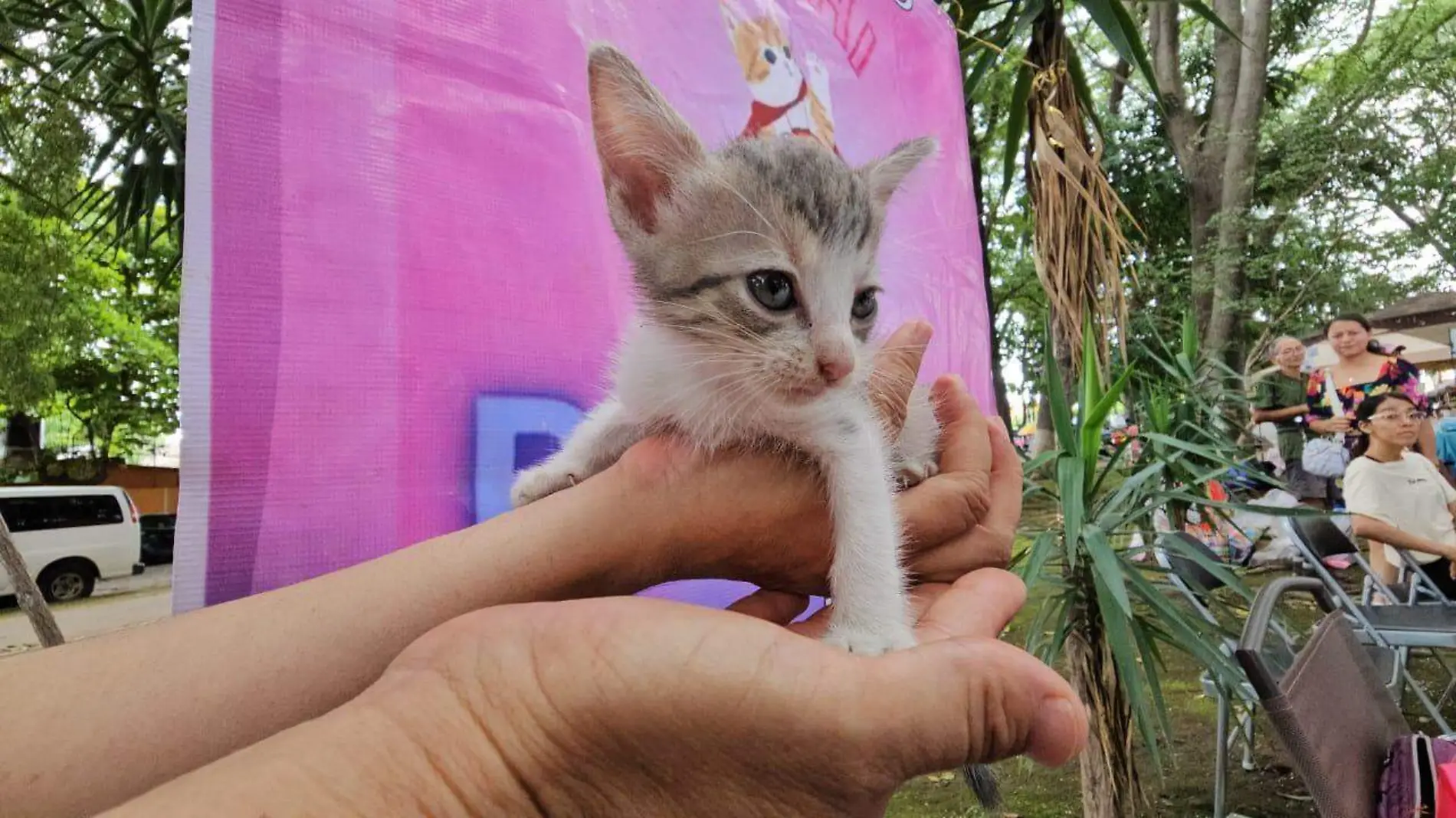 gatito rescatado